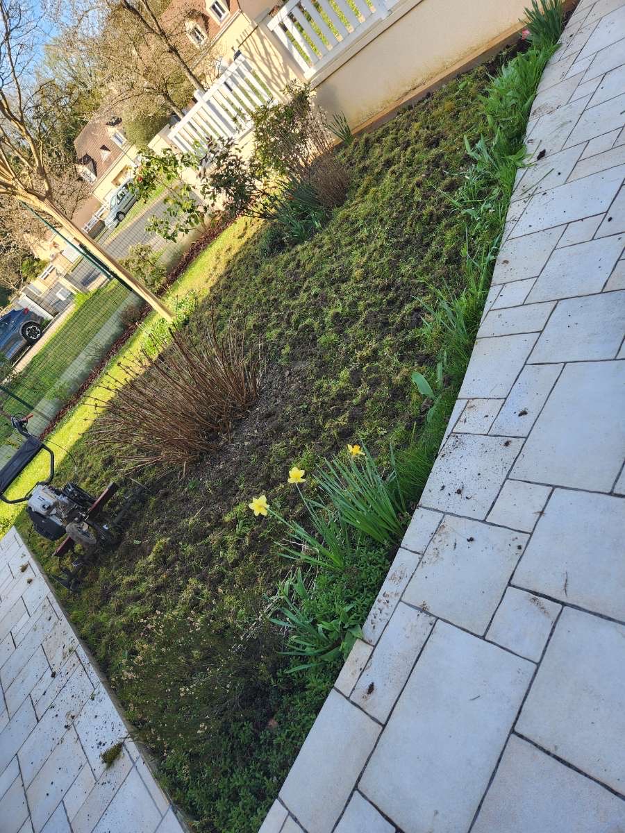 Bordure végétale avec graminées et jonquilles le long d'une terrasse