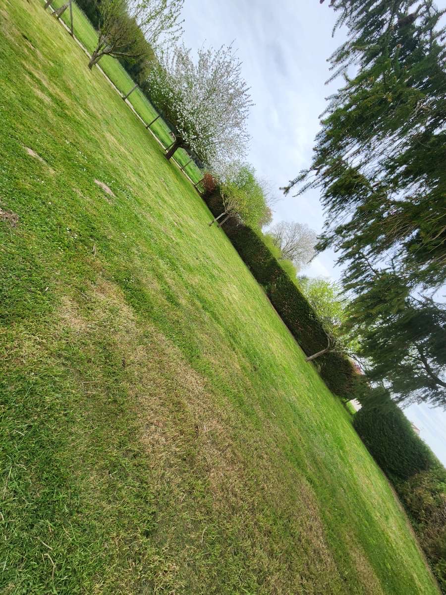 Grande pelouse verte parfaitement entretenue avec conifères