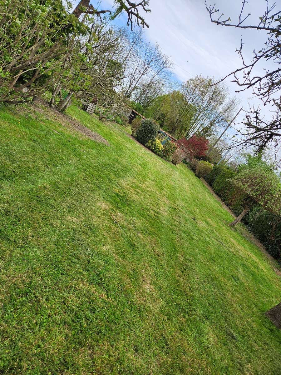 Jardin mature avec pelouse verte, érable du Japon et arbres fruitiers