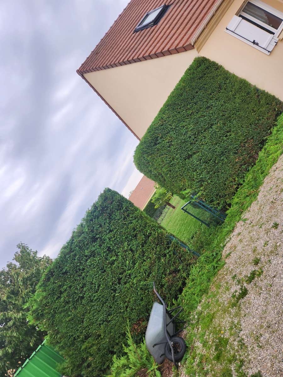 Haies de thuyas taillées en formes géométriques le long d'une maison