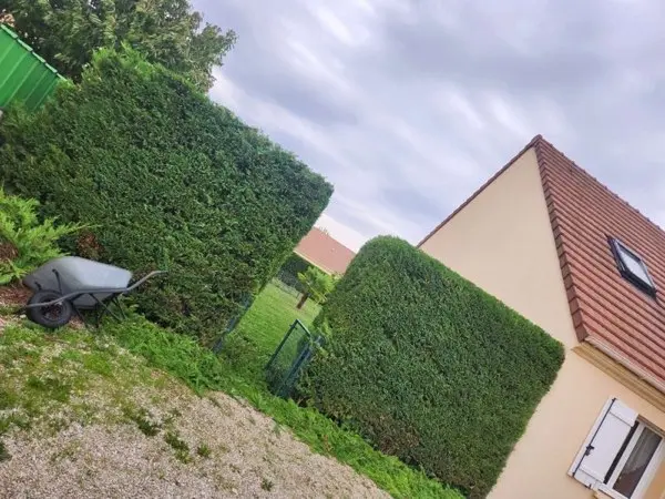 Haies de thuyas taillées en formes géométriques par ALP Jardin